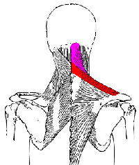 Upper Trapezius