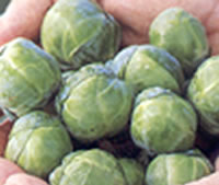 sprouts.jpg