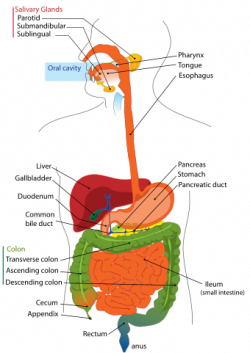 Digestive System