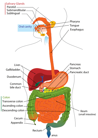 digestive system diagram labeled. my digestive system has a