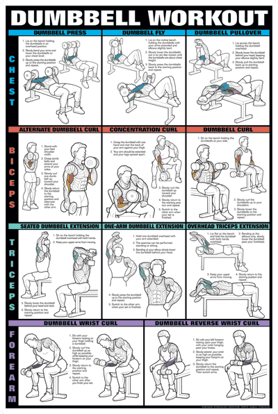 Biceps And Triceps Training Program