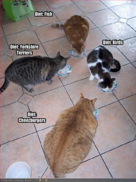 LOLCats: Diet Fish