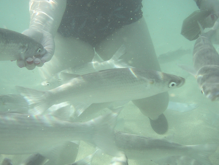 Snorkeling in Hawaii 2002