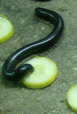 Worms feeding