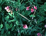 Lathyrus Linifolius