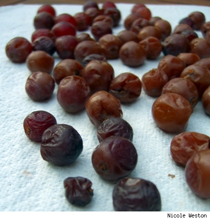 Raisins In Progress by Nicole Weston