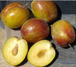Pluot Flavor Grenade